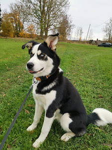 Myydään koirapentuja(sekarotu Malamut ja Husky) (10 valokuva sivusta 10)