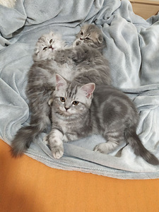 Scottish Fold/ Straight kassipojad 2,5 kuud (8 foto / 10)