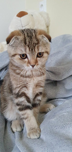 Scottish Fold/ Straight kassipojad 2,5 kuud (4 foto / 10)