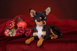 Chihuahua kutsikad (2 foto / 8)