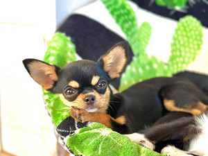 Chihuahua kutsikad (4 foto / 8)