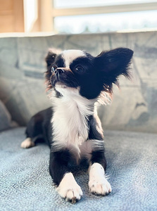 Chihuahua kutsikad (6 foto / 8)