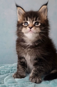 Maine-Coon Emane (3 foto / 9)