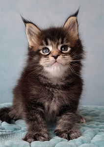 Maine-Coon Emane (7 foto / 9)