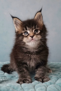 Maine-Coon Emane (5 foto / 9)