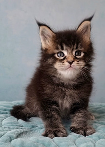 Maine-Coon Emane (9 foto / 9)
