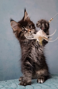 Maine Coon (3 foto / 6)
