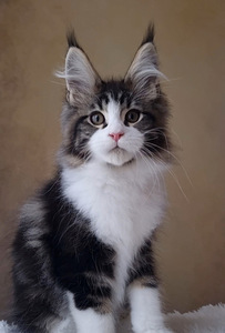 Maine-Coon (3 foto / 8)