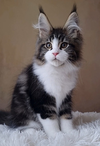 Maine-Coon (7 foto / 8)