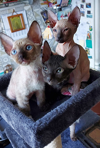 Котята Донского сфинкса (3 фото из 3)