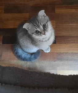 Müüa scottish fold kassipoeg (1 foto / 4)