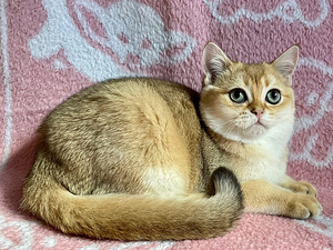Шикарный золотой кот (7 foto / 8)