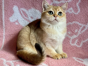 Шикарный золотой кот (8 foto / 8)