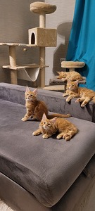 Maine coon (5 foto / 8)