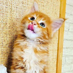 Maine coon (6 foto / 8)