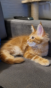 Котёнок Мэйн кун (3 фото из 9)