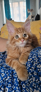 Котёнок Мэйн кун (9 фото из 9)