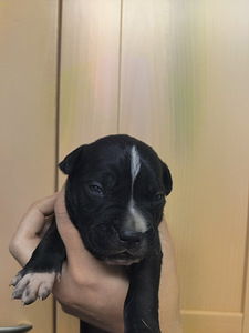 American Bully/Amstaff pentuja (3 valokuva sivusta 6)