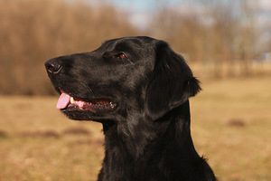 Siledakarvaline retriiver kutsikas (6 foto / 7)