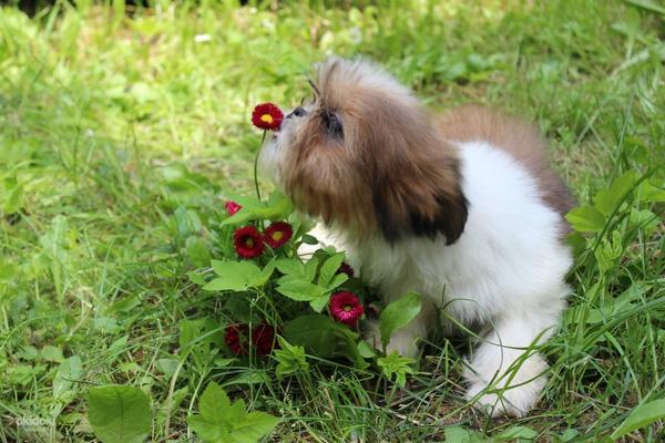 Прекрасные милые чистопородные щеночки Ши-Тцу! (фото #4)