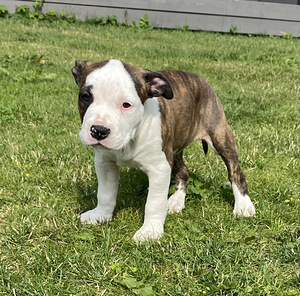 American Staffordshire Terrieri kutsikad (4 foto / 5)