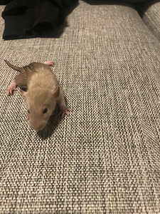 Siiami rotid (Dumbo) (4 foto / 10)