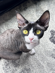 Devon Rex tüdruk vajab paaritust (2 foto / 3)