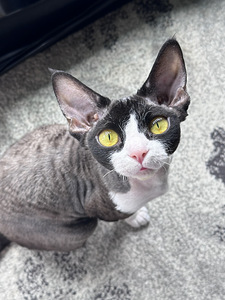 Devon Rex tüdruk vajab paaritust (3 foto / 3)