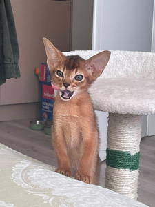 Абиссинские котята (3 фото из 9)