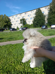 Armsad mängulised spitsikutsikad (3 foto / 4)
