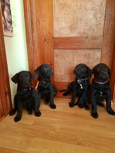 Labrador kutsikad. Metis labrador kutsikad (2 foto / 5)