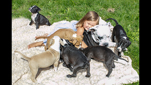 Ameerika Staffordshire terjer ehk Amstaff (1 foto / 7)