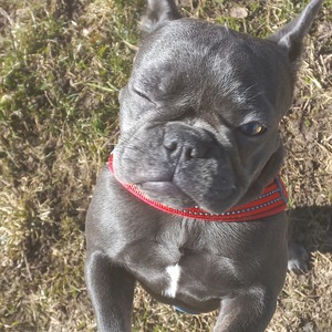 Müüa prantsuse buldog (2 foto / 6)