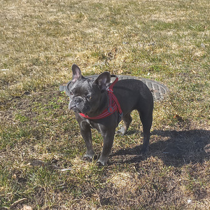 Müüa prantsuse buldog (5 foto / 6)