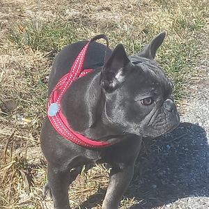 Müüa prantsuse buldog (6 foto / 6)