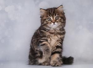 Котята шотландской вислоухой (5 фото из 8)