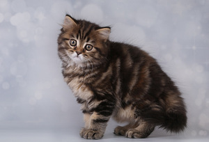 Котята шотландской вислоухой (6 фото из 8)