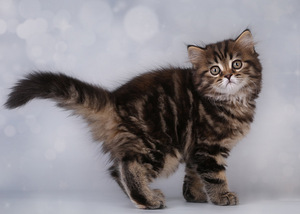 Котята шотландской вислоухой (8 фото из 8)