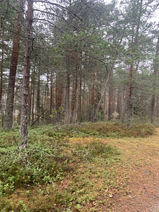 Metsa tn 2, Vasalemma, Lääne-Harju vald, Harjumaa (9 foto / 11)