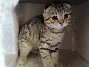 Pennut Scottish Fold (7 valokuva sivusta 8)