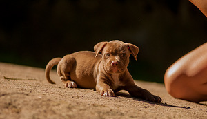 Ameerika pitbullterjeri kutsikad (3 foto / 9)