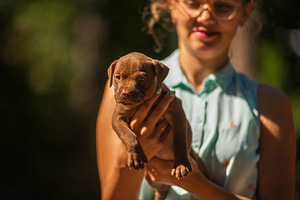 Ameerika pitbullterjeri kutsikad (4 foto / 9)
