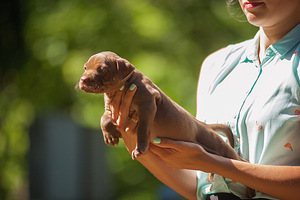 Ameerika pitbullterjeri kutsikad (5 foto / 9)