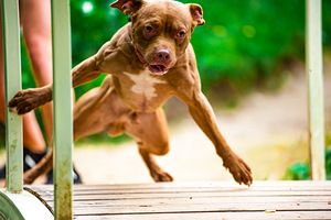 Ameerika pitbullterjeri kutsikad (6 foto / 9)