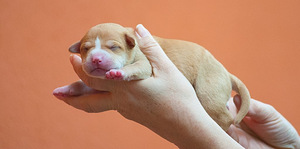 Ameerika pitbullterjeri kutsikad (1 foto / 10)
