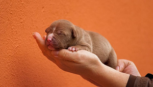 Ameerika pitbullterjeri kutsikad (7 foto / 10)