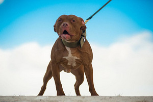 Ameerika pitbullterjeri kutsikad (9 foto / 10)