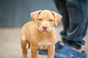 Ameerika pitbullterjeri kutsikad