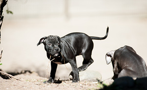 Ameerika pitbullterjeri kutsikad (10 foto / 10)