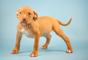 Ameerika pitbullterjeri kutsikad. Pitbull, ca (7 foto / 7)